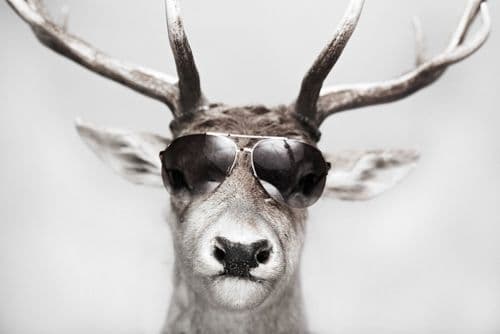 c19wcq's profile picture